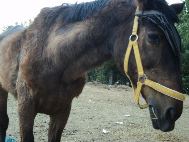 Η σκελετωμένη φοράδα που βρέθηκε στα Κουφάλια Θεσσαλονίκης χρειάζεται φροντίδα ποιος θα συνεισφέρει;